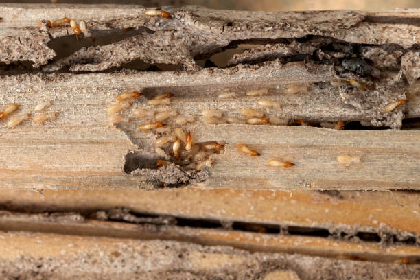 Best Best Pest Control Companies  in Markesan, WI