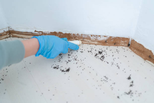 Professional Pest Control in Markesan, WI
